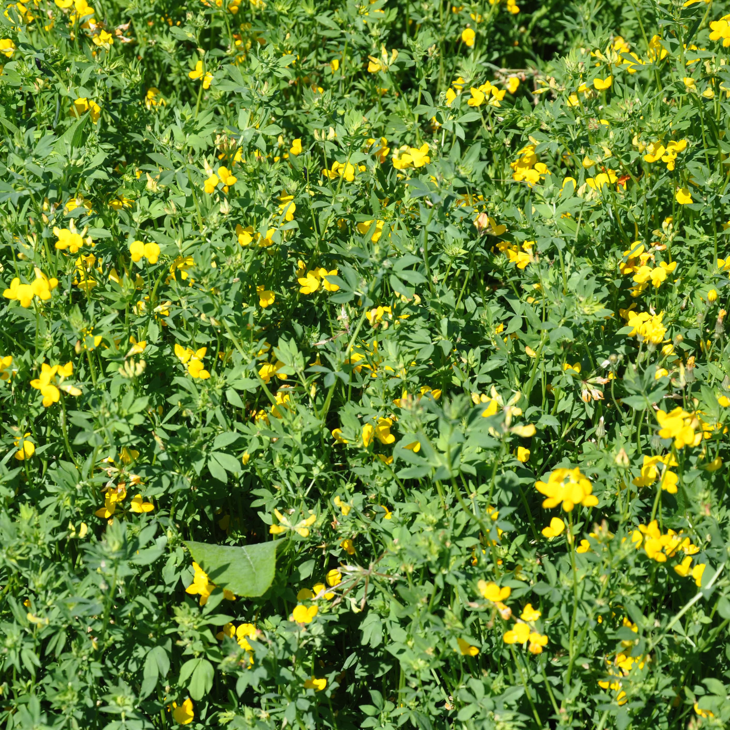 Birdsfoot Trefoil, Leo 50#