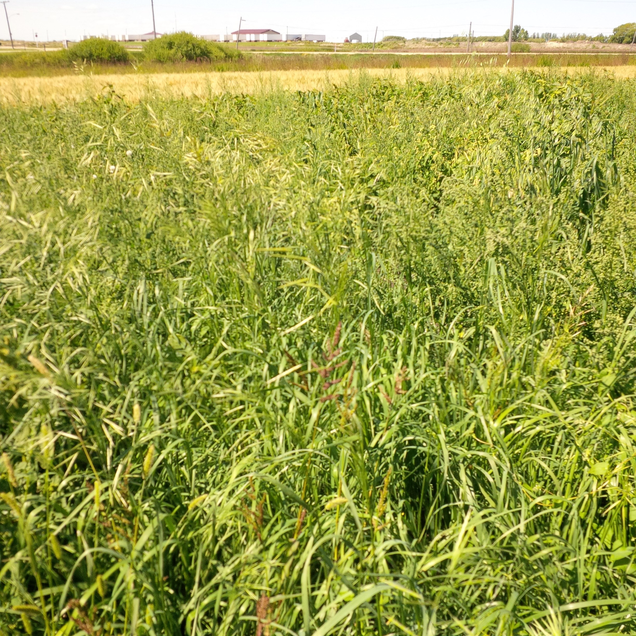 Brome Grass, Smooth 50#