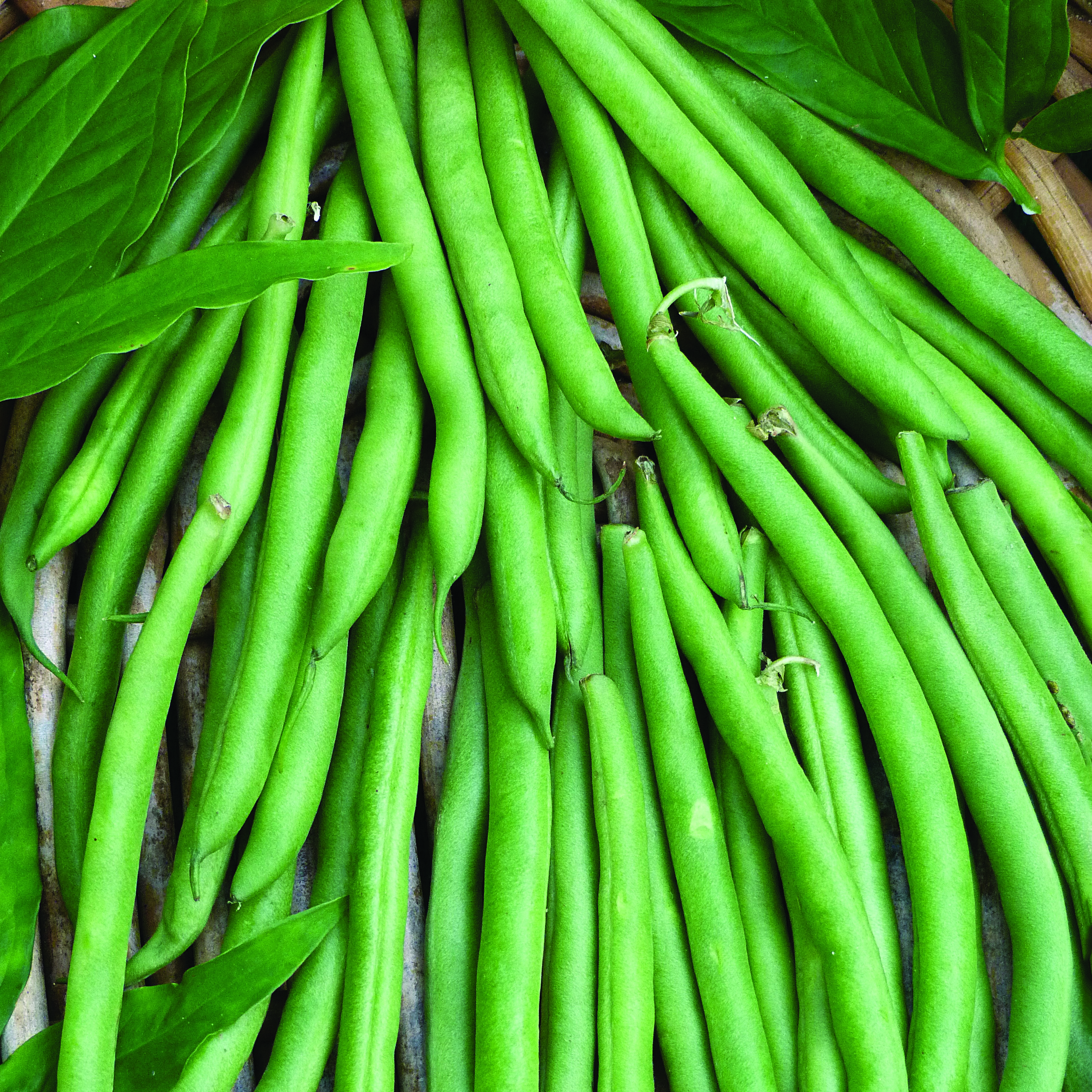 Beans, Contender Bush 50lb
