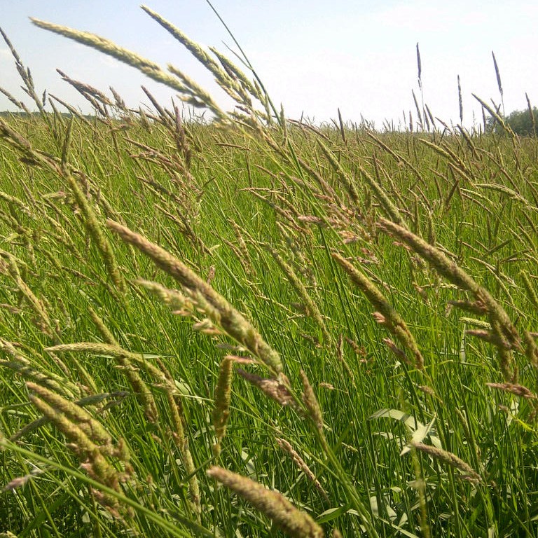 Reed Canarygrass VNS - 50#