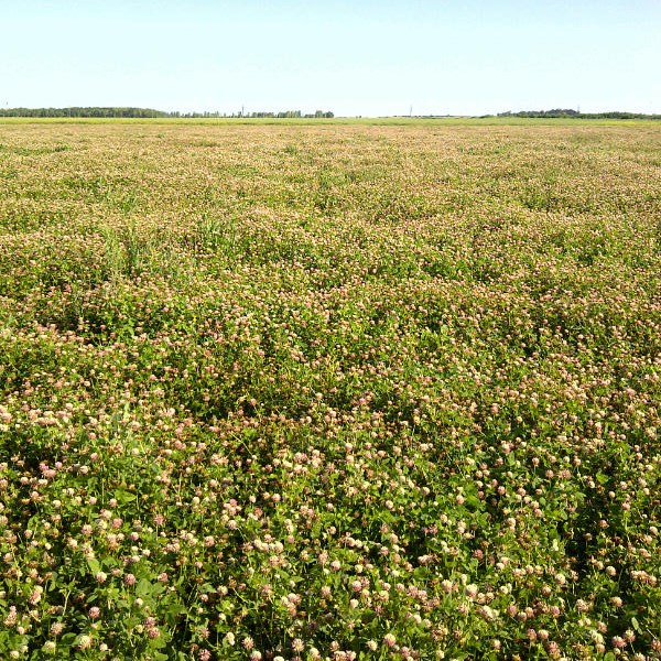 Clover, Alsike 50#