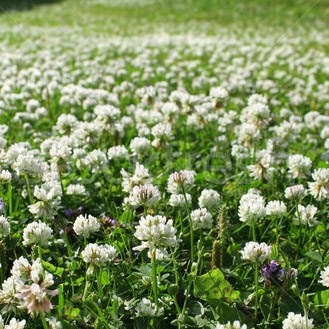 Clover, Ladino 1# Each