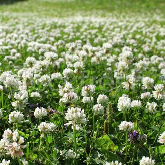 Clover, Ladino Uncert 50#