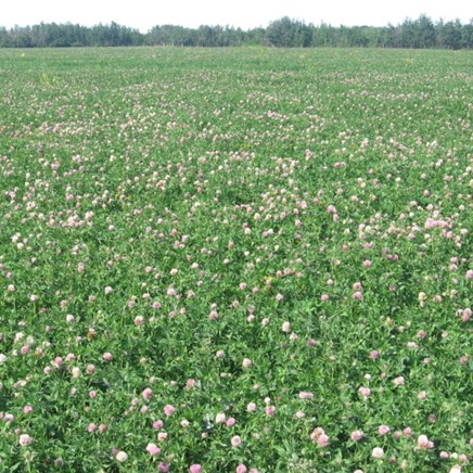 Clover, Mammoth Red 50#