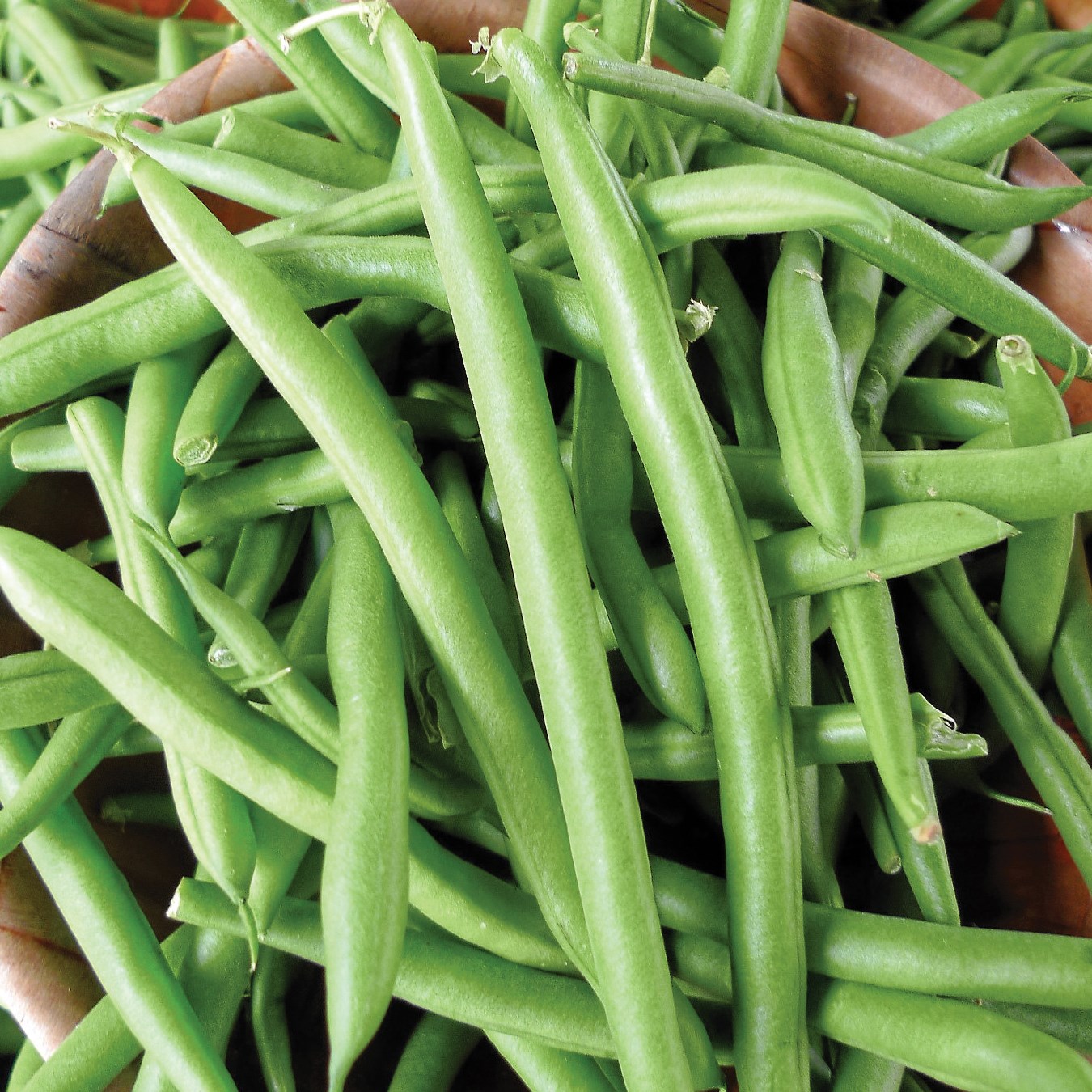 Beans, Tendergreen Bush Stringless 1/2lb