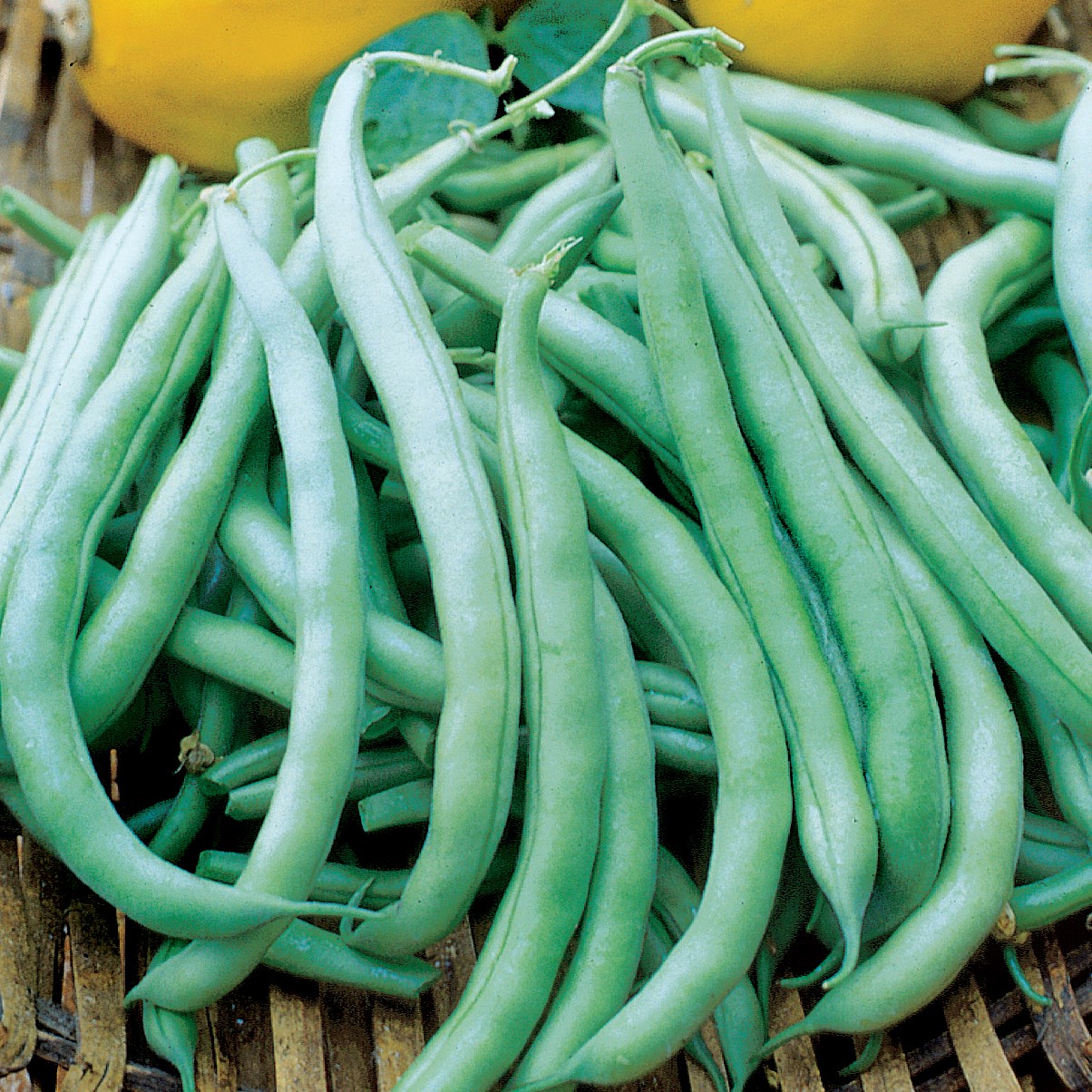 Beans, Tenderette Bush 1/2lb