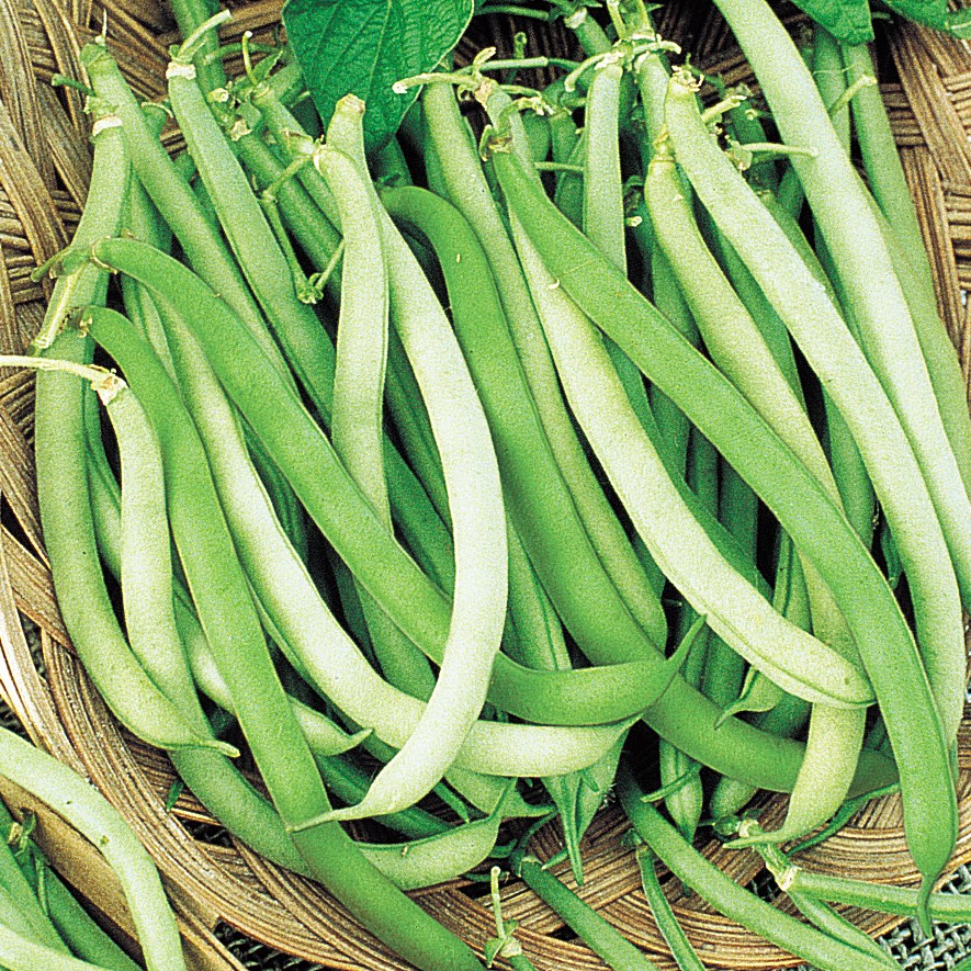 Beans, Topcrop Bush 1/2lb