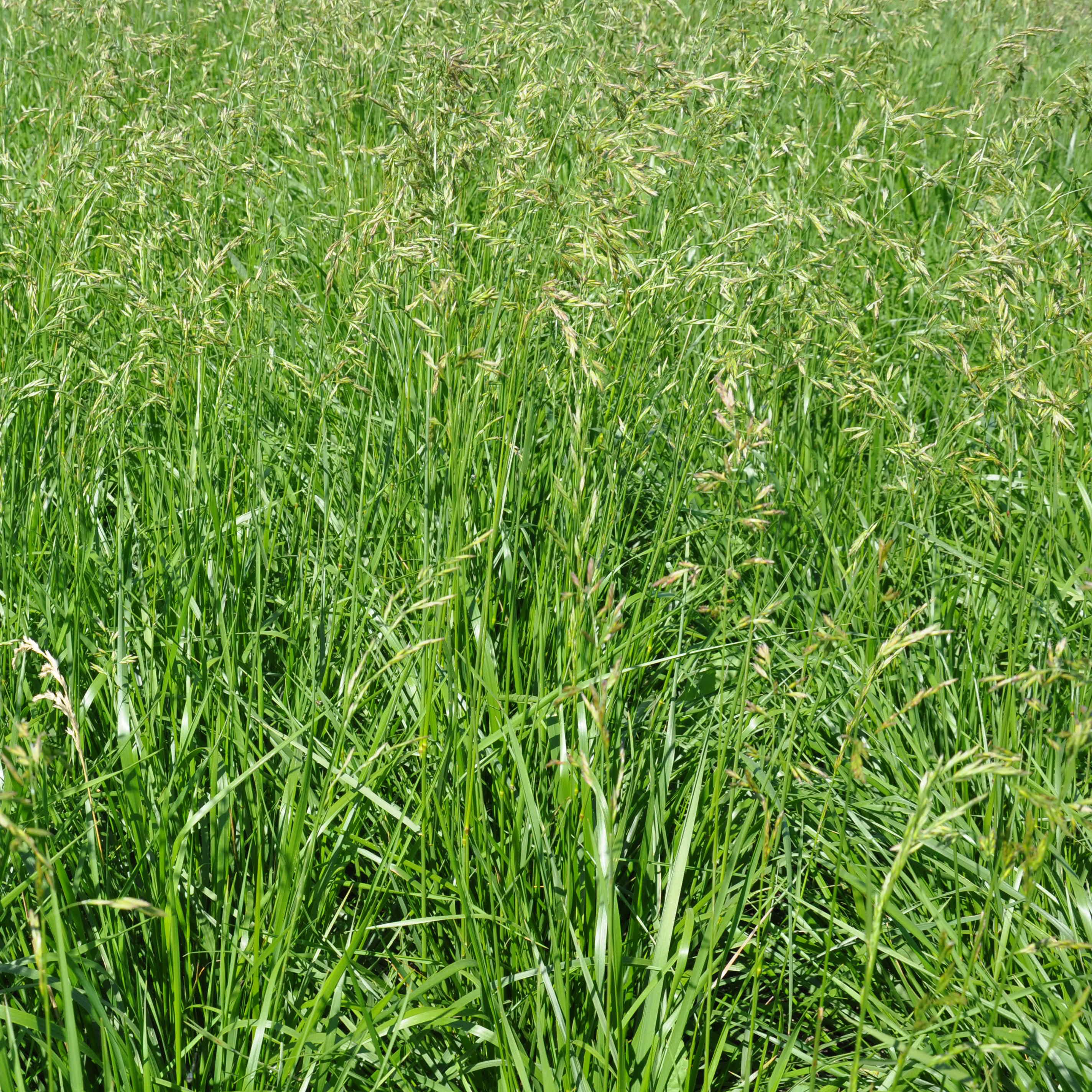 Tall Fescue Rendition 50#