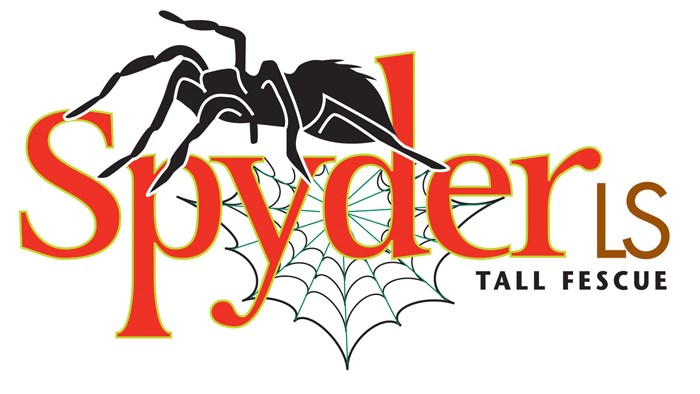 Tall Fescue, Spyder 2LS 50#