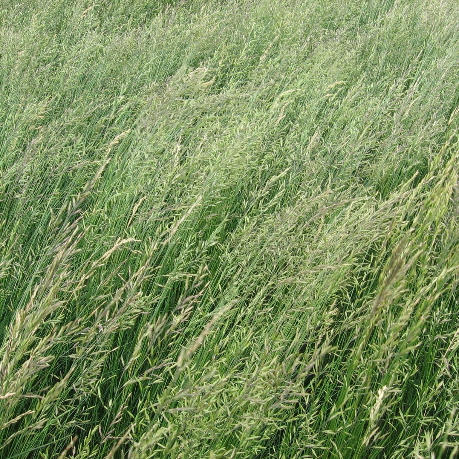 Red Fescue, Boreal Certified 50#
