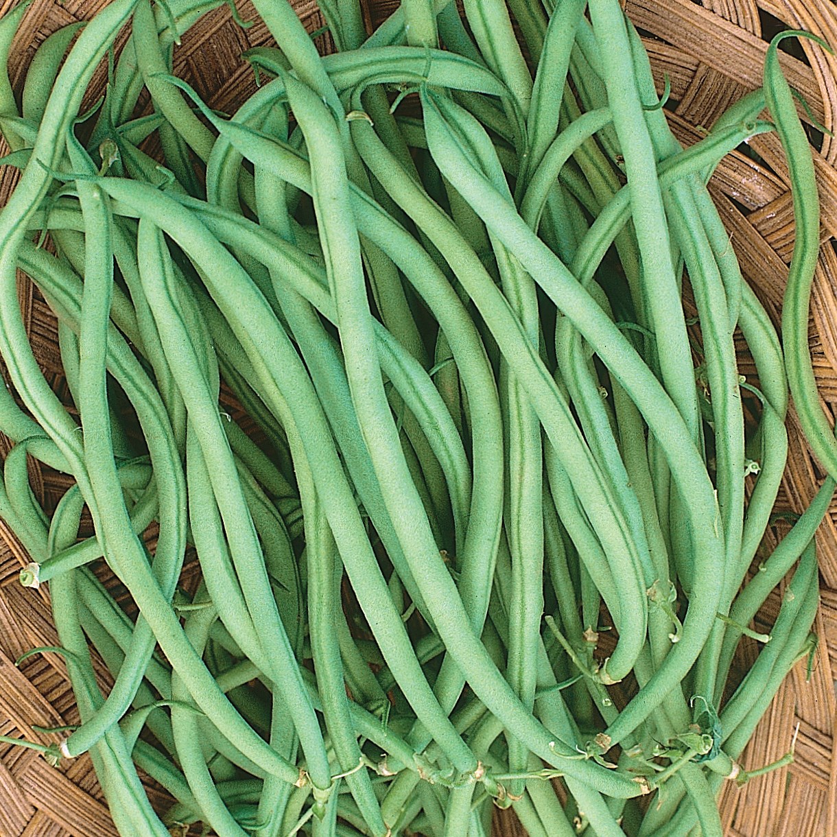 Beans, Slenderette Bush 1/2lb