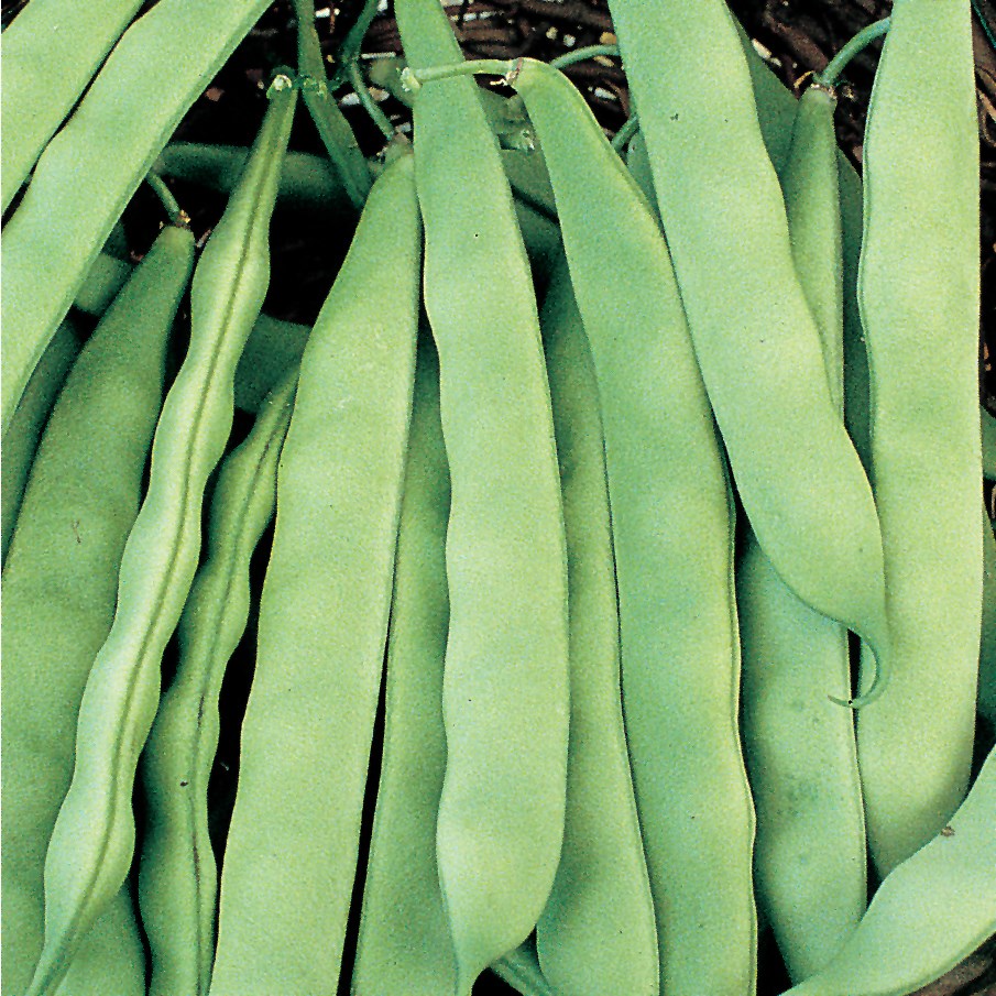 Beans, Roma II 25lb