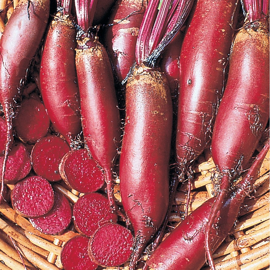 Beets, Cylindra 1/2lb