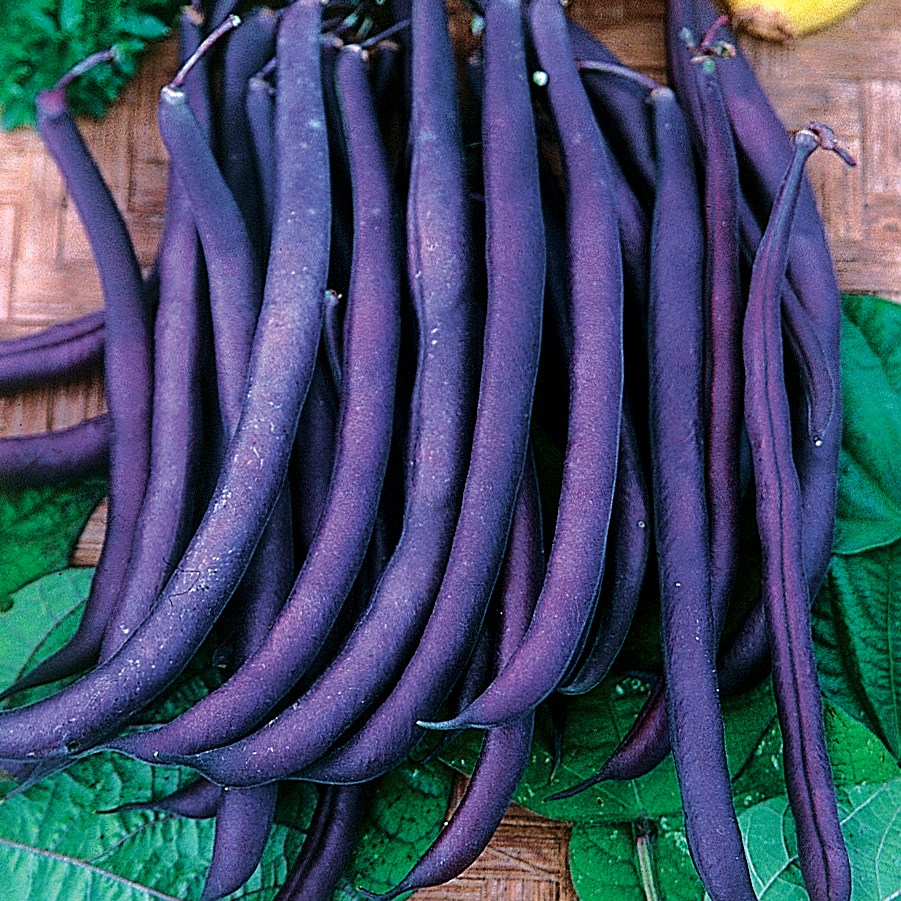 Beans, Royal Burgundy Bush 1/2lb