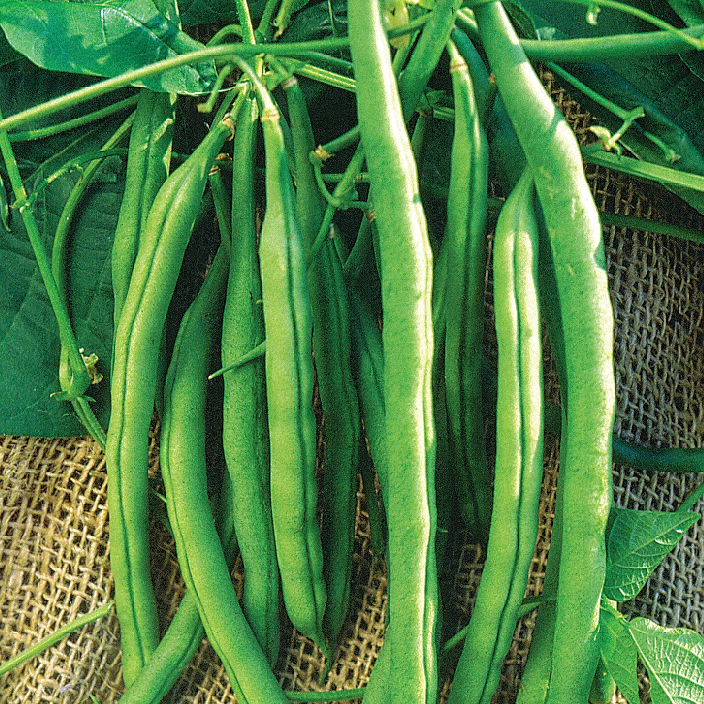 Beans, Kentucky Wonder Bush 125 Treated 25lb