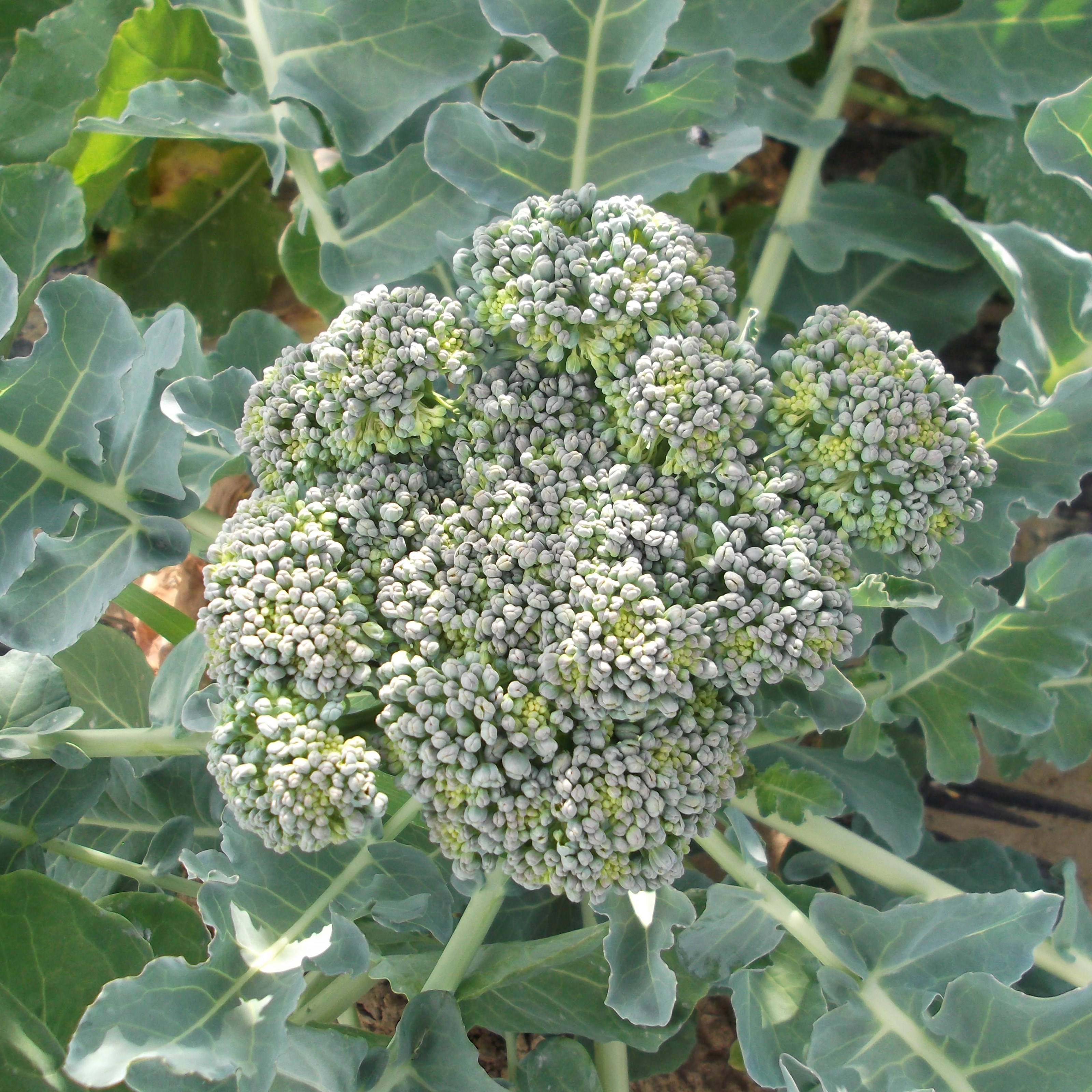 Broccoli, Calabrese 1lb