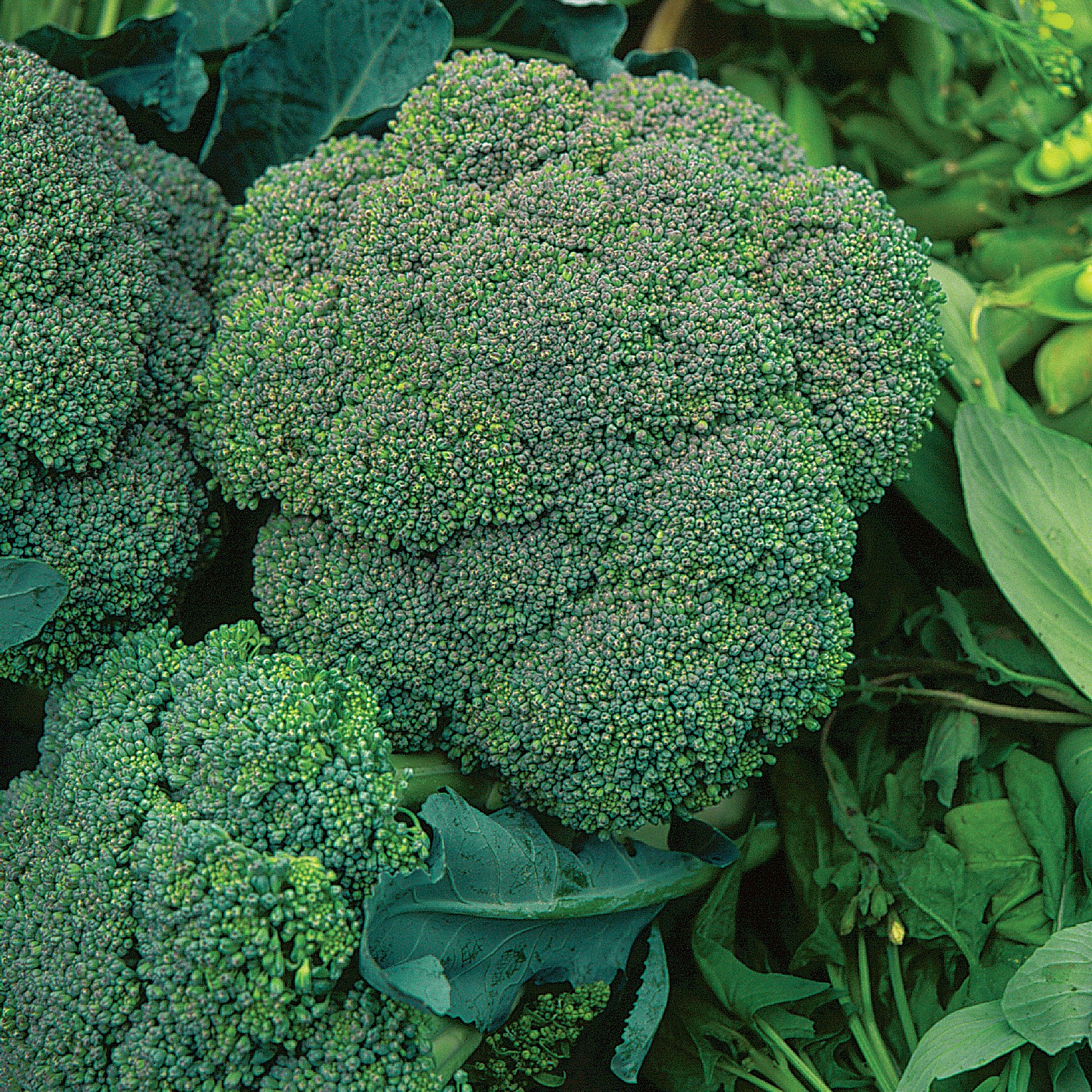 Broccoli, Waltham 1lb