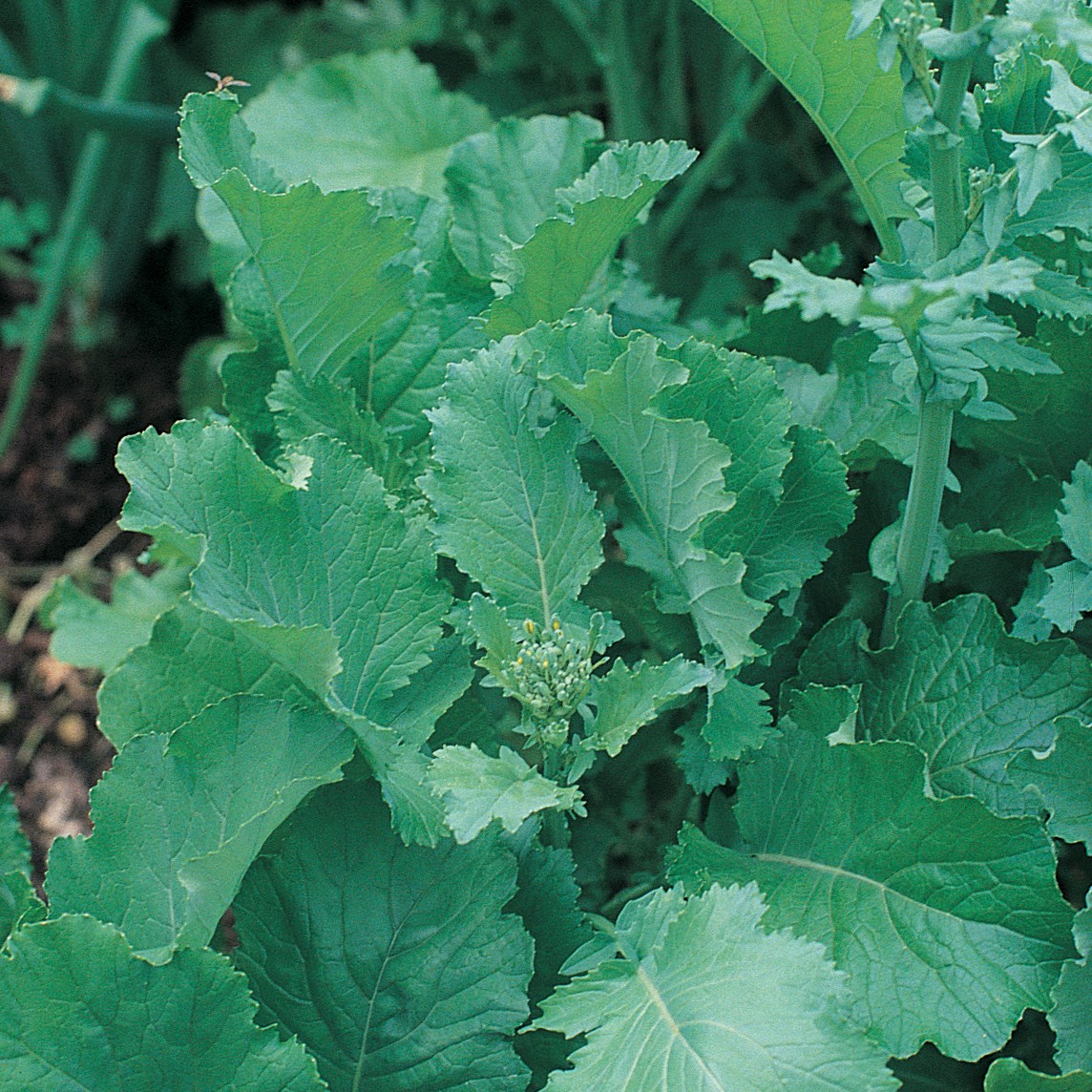 Broccoli, Raab Spring 1/2oz