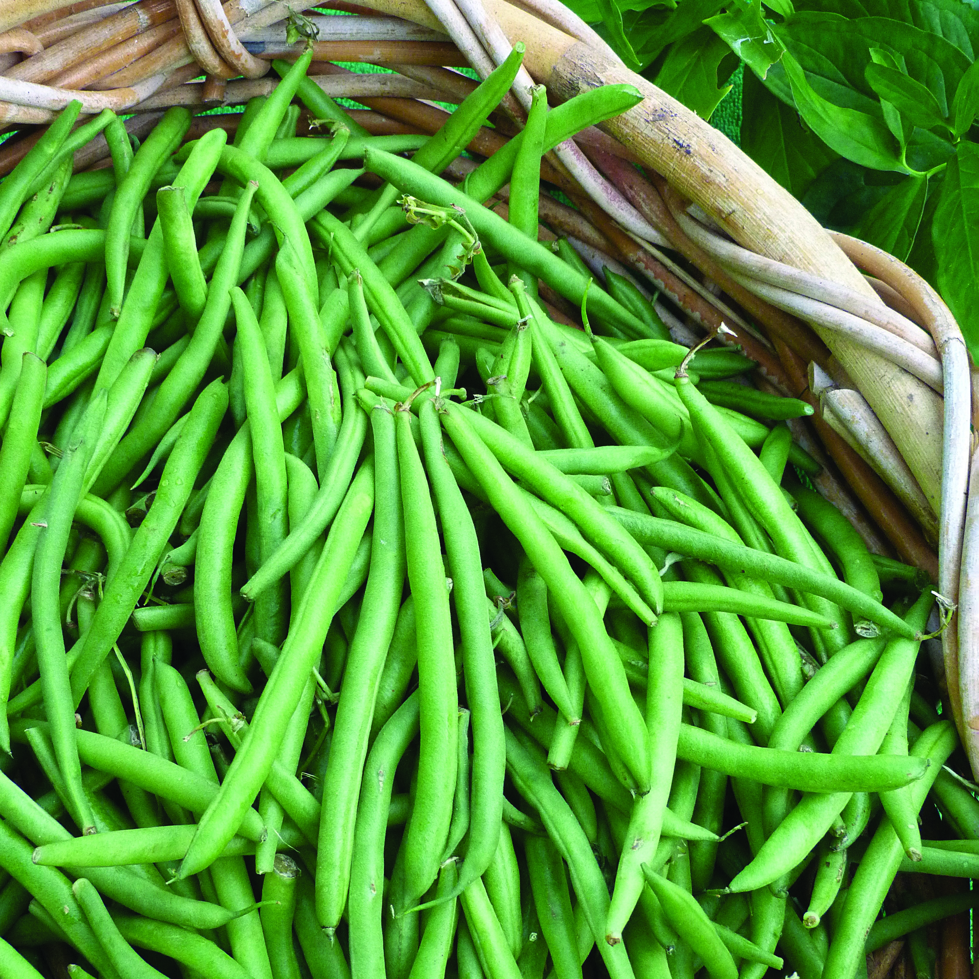 Beans, Blue Lake 274 Bush 50lb