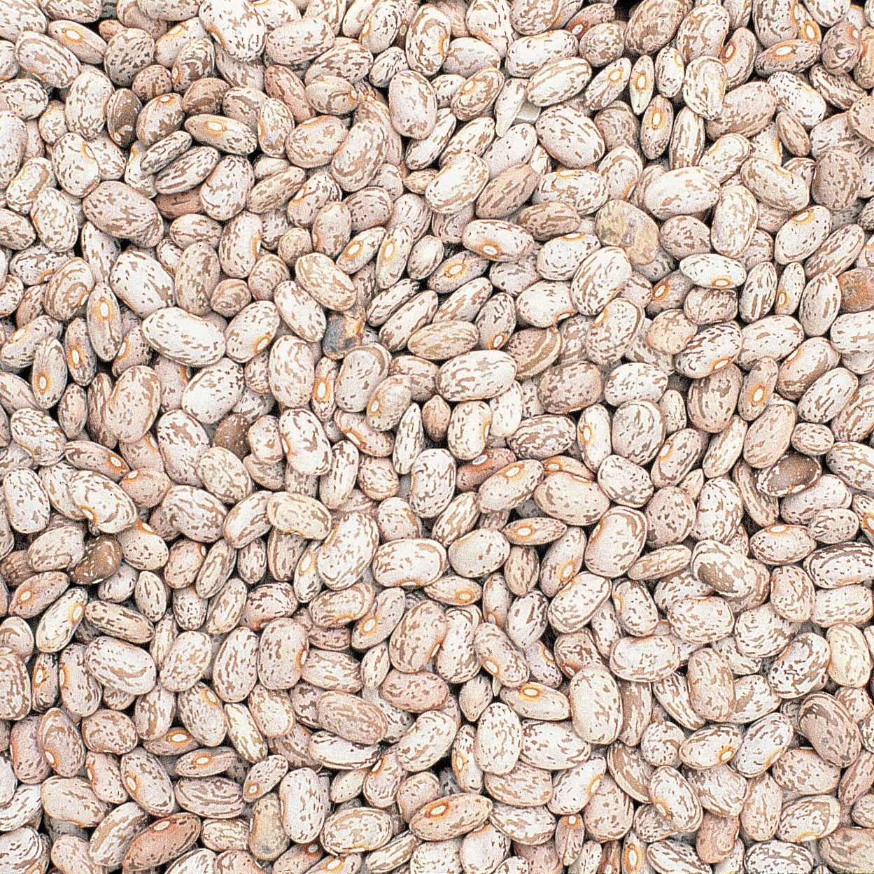 Beans, Pinto 1/2lb