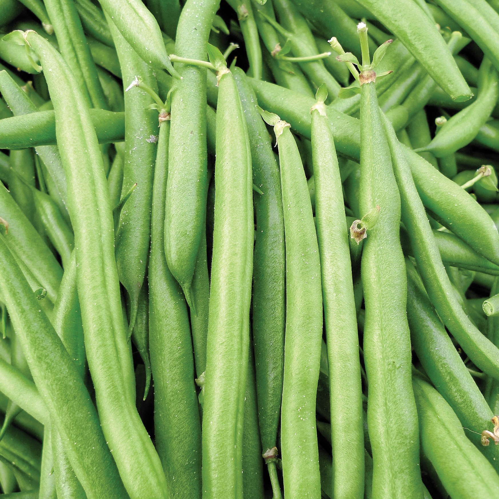 Beans, Black Provider Treated 50lb