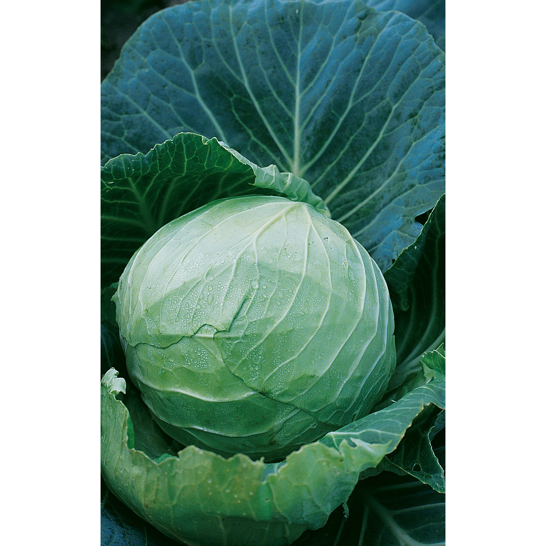 Cabbage, Danish Ballhead 1/2oz