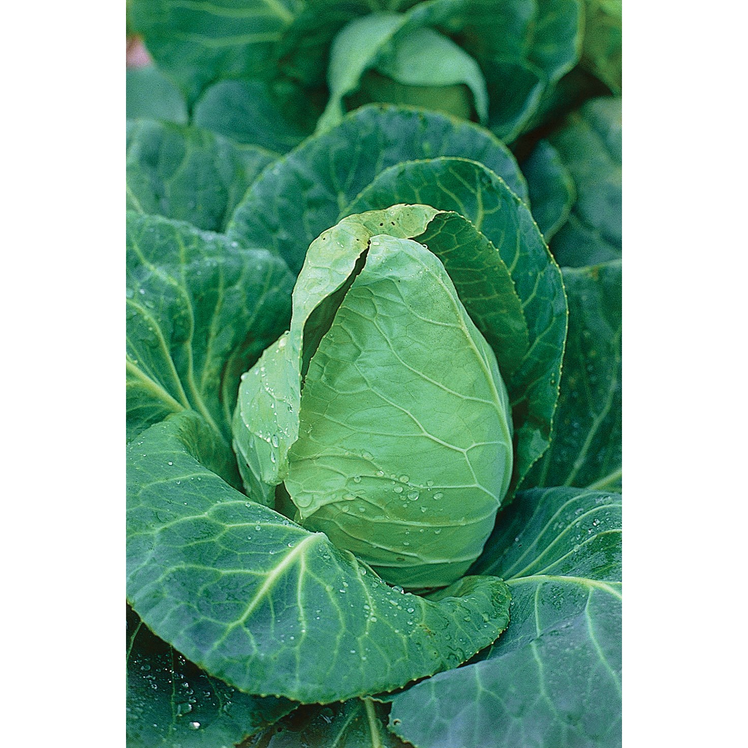 Cabbage, Charleston Wakefield 1/2oz