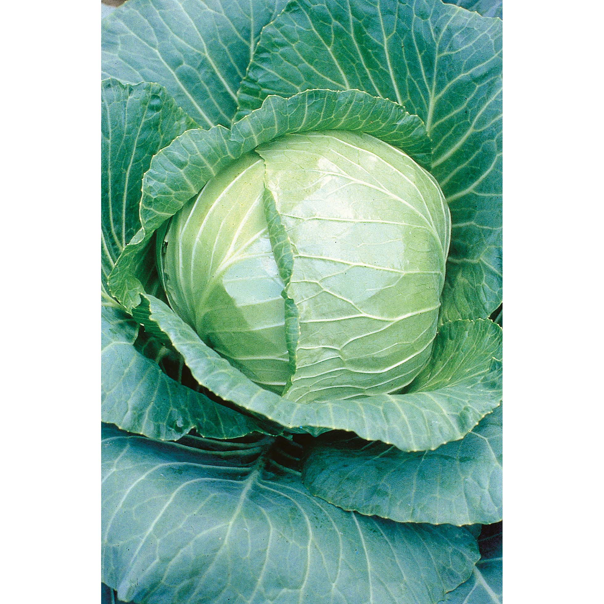 Cabbage, Early Flat Dutch 1/2oz