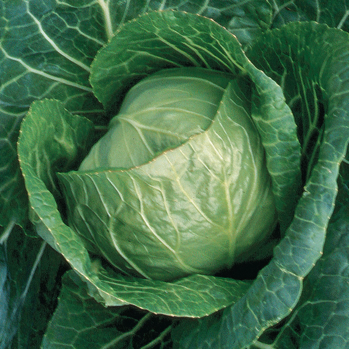 Cabbage, Early Jersey Wakefield 1/2oz