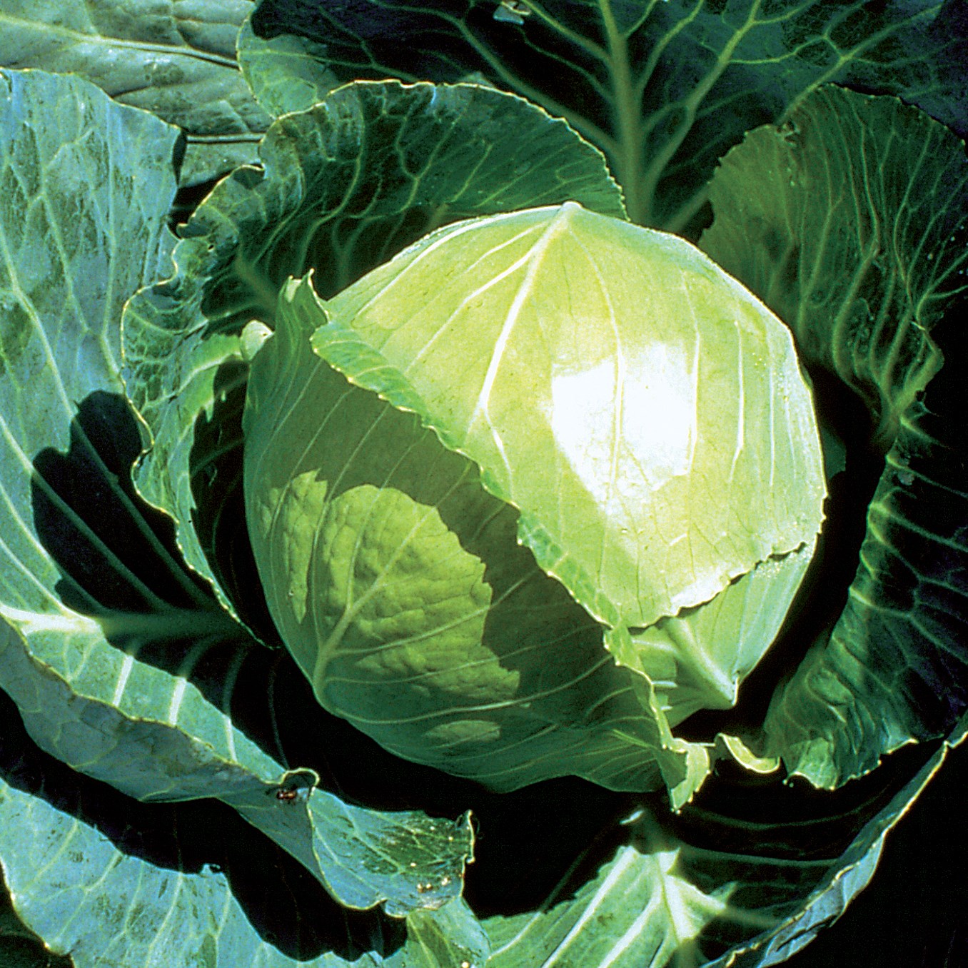 Cabbage, Golden Acre 1lb