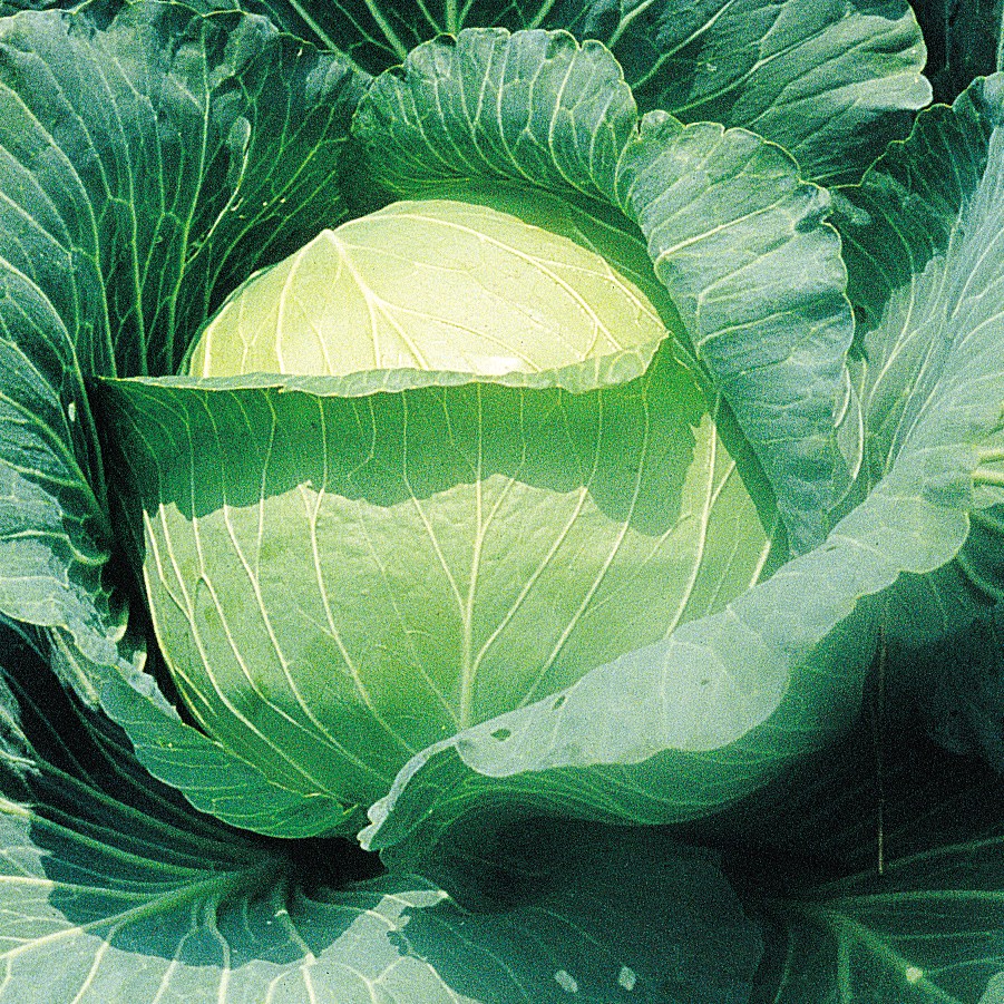Cabbage, Early Round Dutch 1lb
