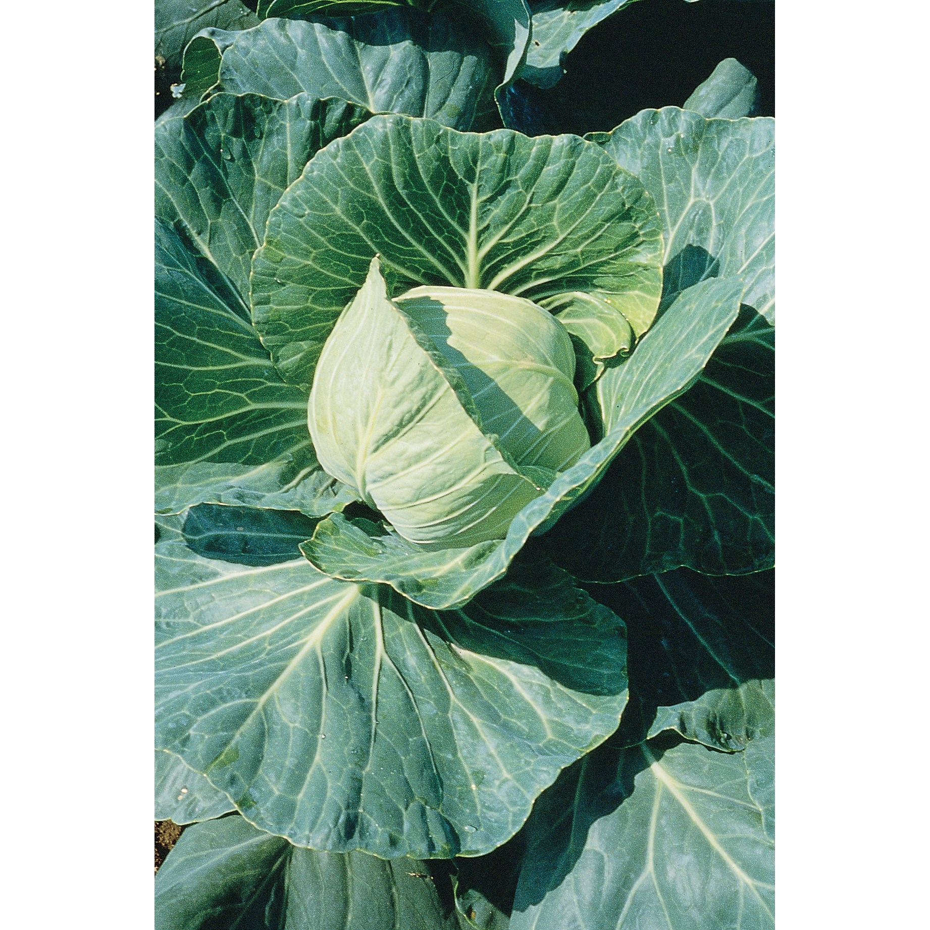 Cabbage, Late Flat Dutch 1lb