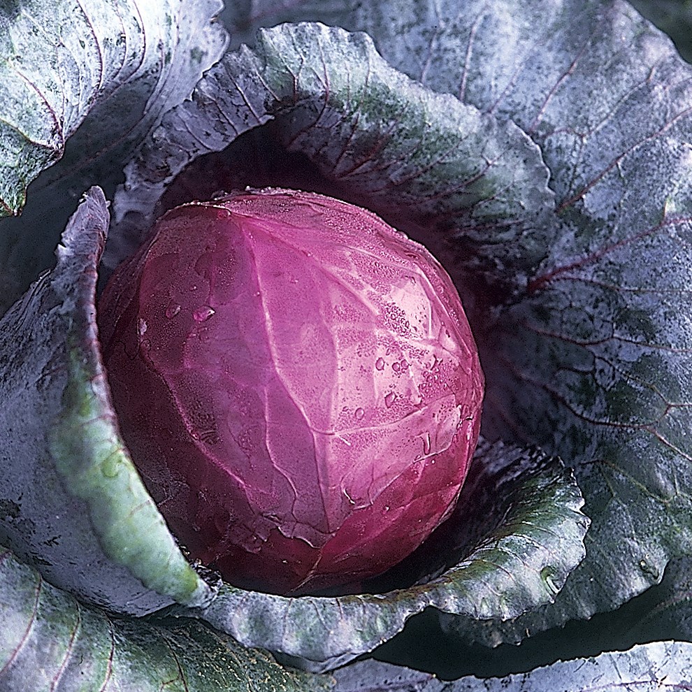 Cabbage, Red Acre 1lb