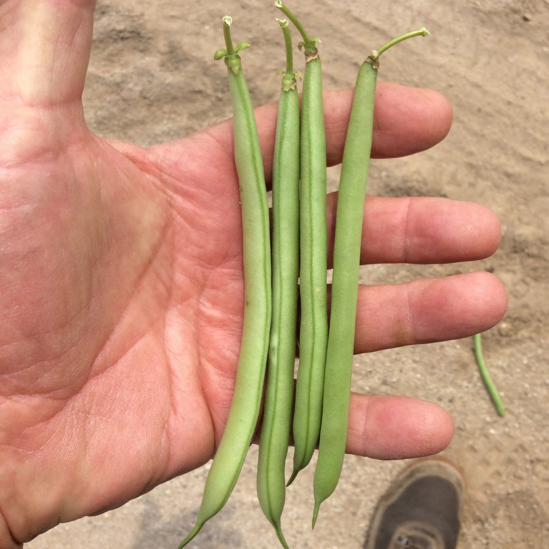 Beans, Strike Bush Treated 50lb