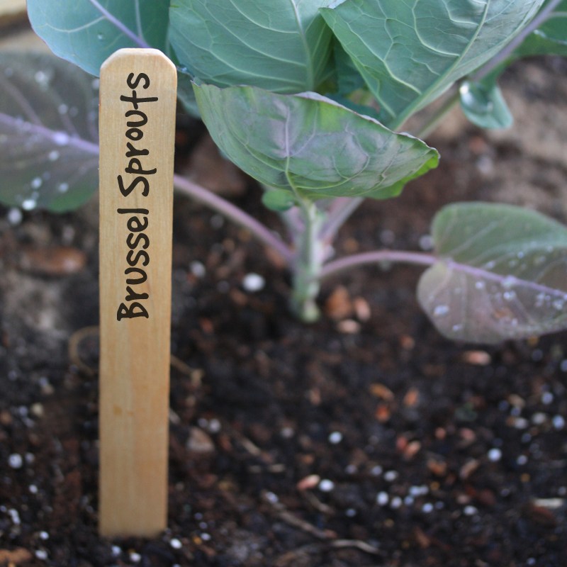 DPI 500/10x5/8" Natural Wood Labels