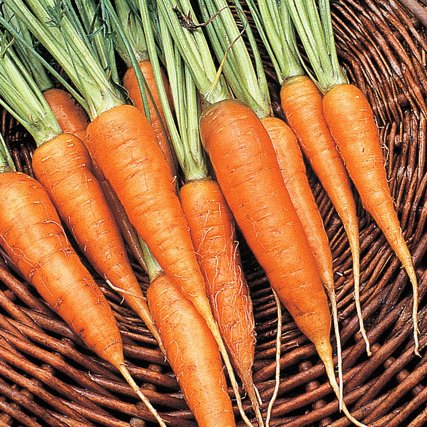 Carrot, Chantenay 1lb