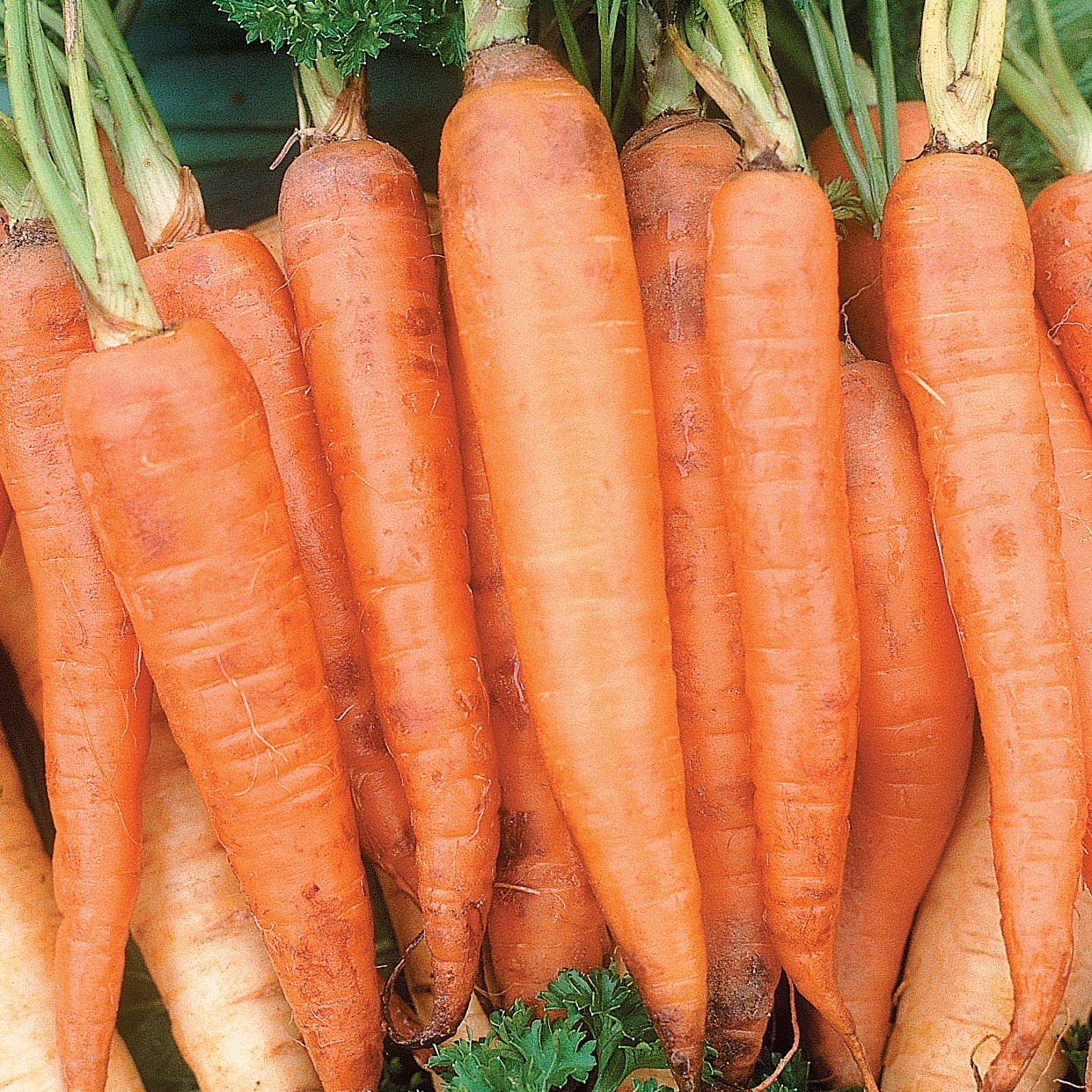 Carrot, Danver Half Long 1lb