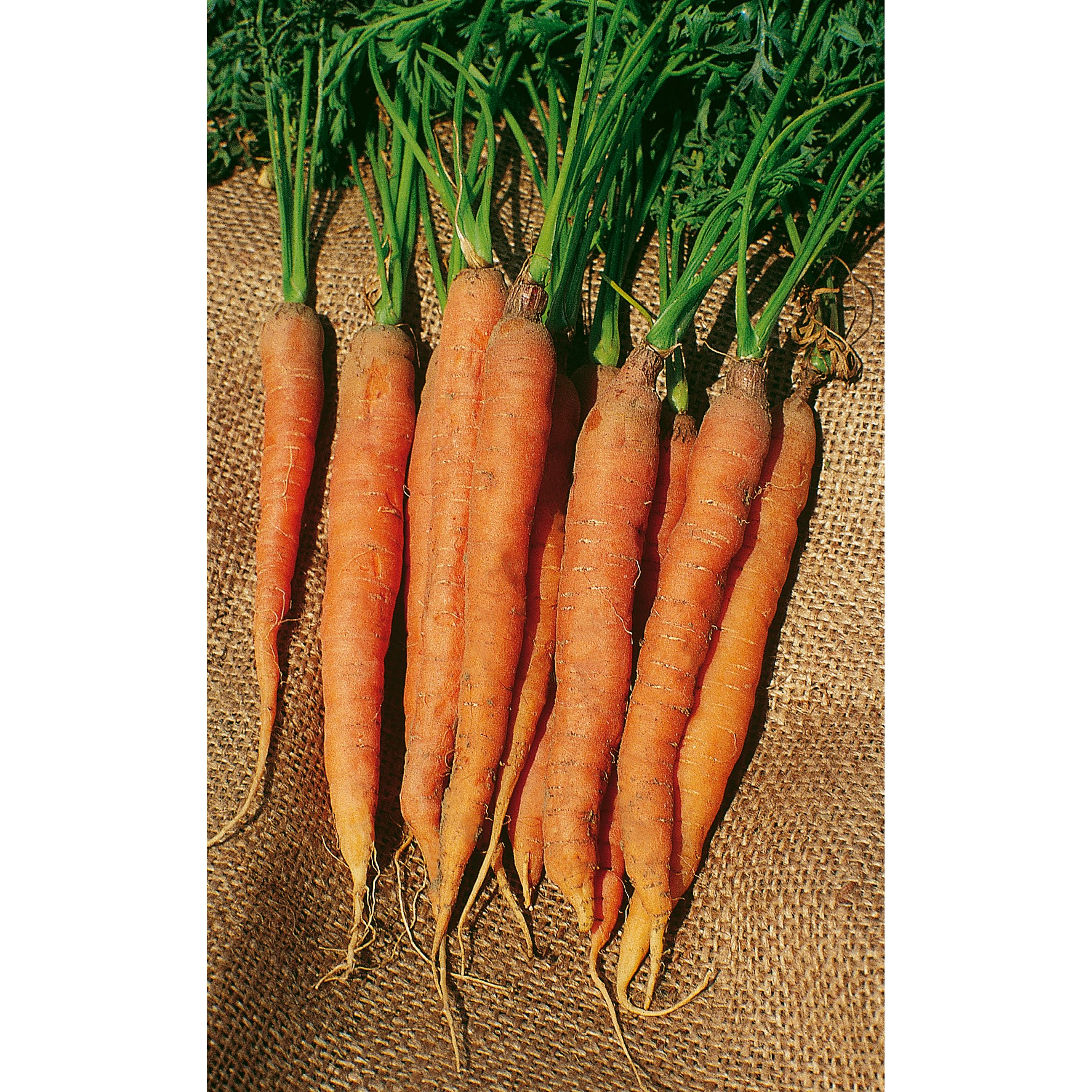 Carrot, Little Finger 1/2oz