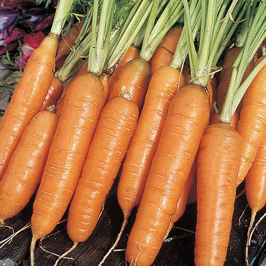 Carrot, Nantes Coreless 1lb