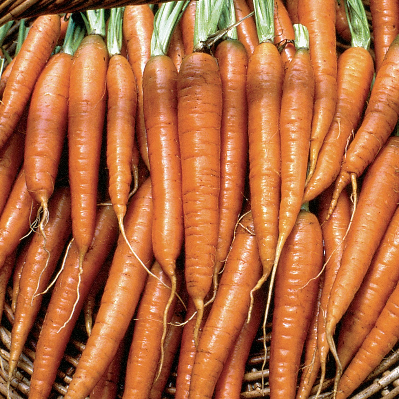 Carrot, Tendersweet 1/2oz