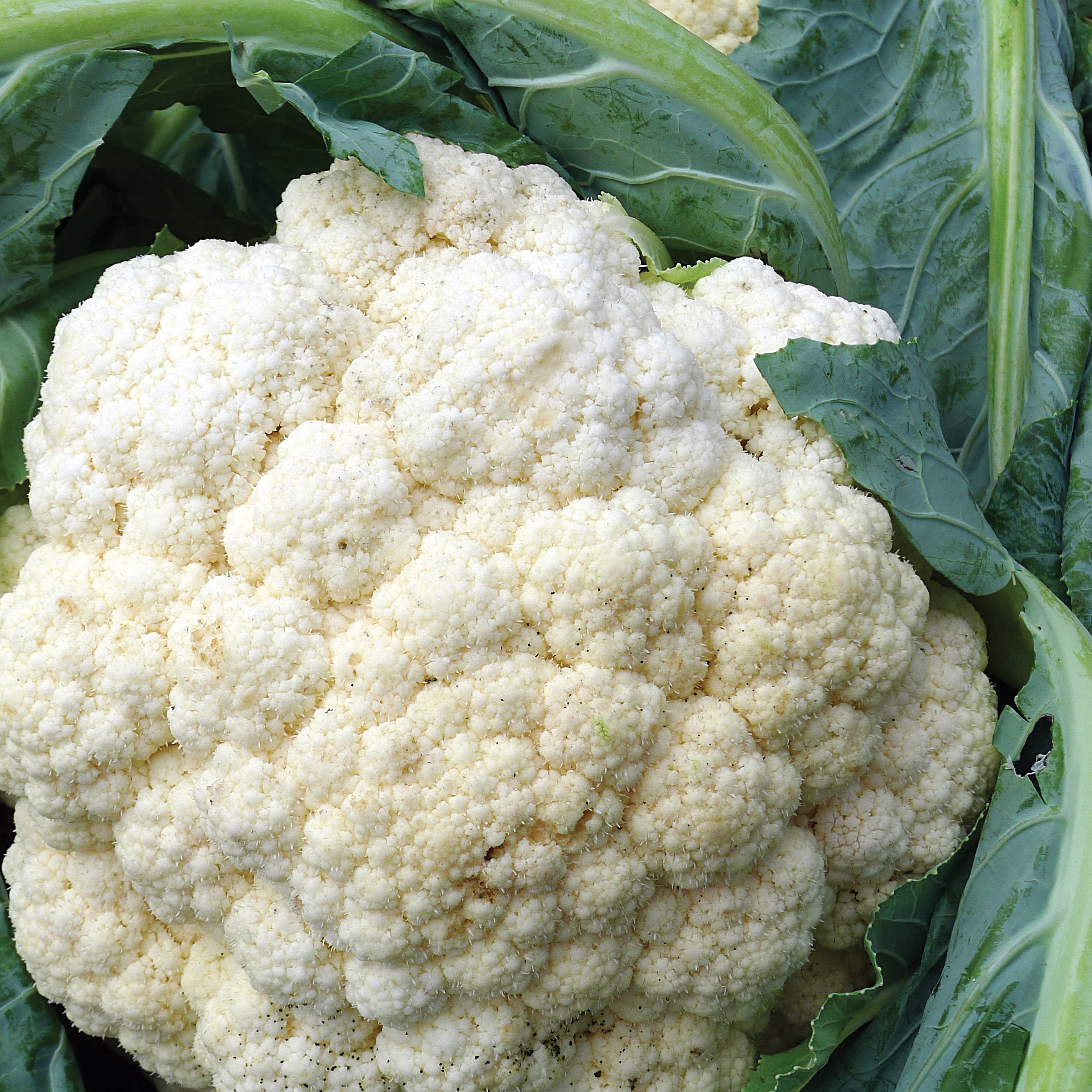 Cauliflower, Snowball Improved 1/2oz
