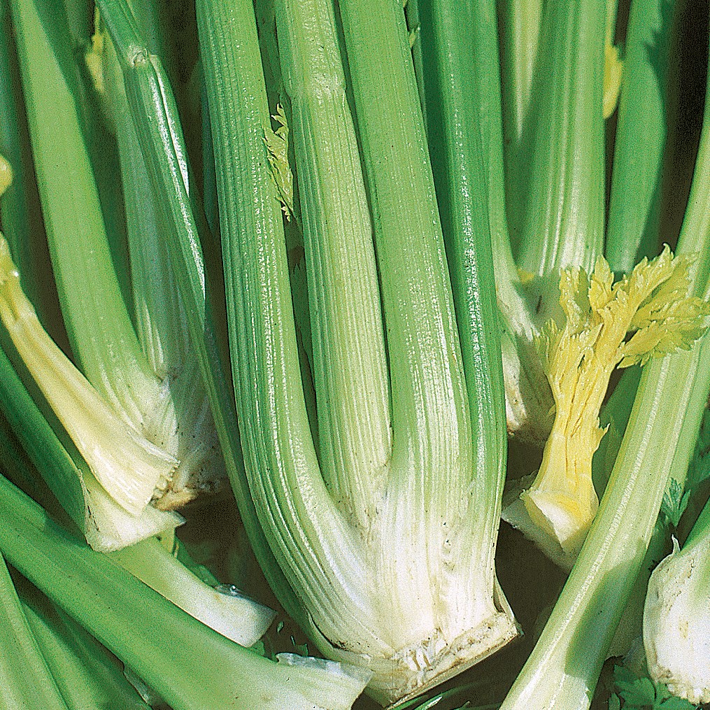 Celery, Golden Self Blanching 1/2oz