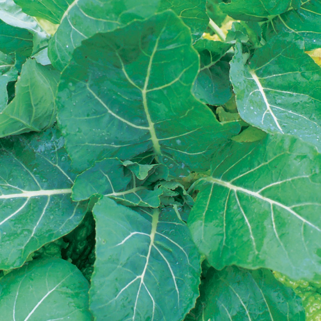 Collards, Georgia 1lb