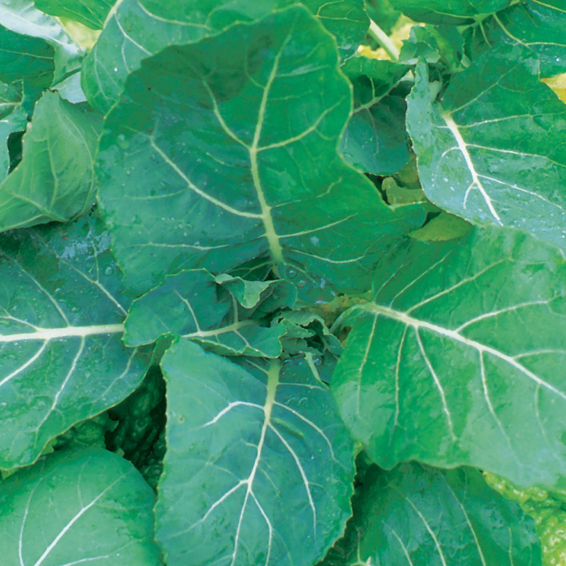 COLLARDS, GEORGIA 50#