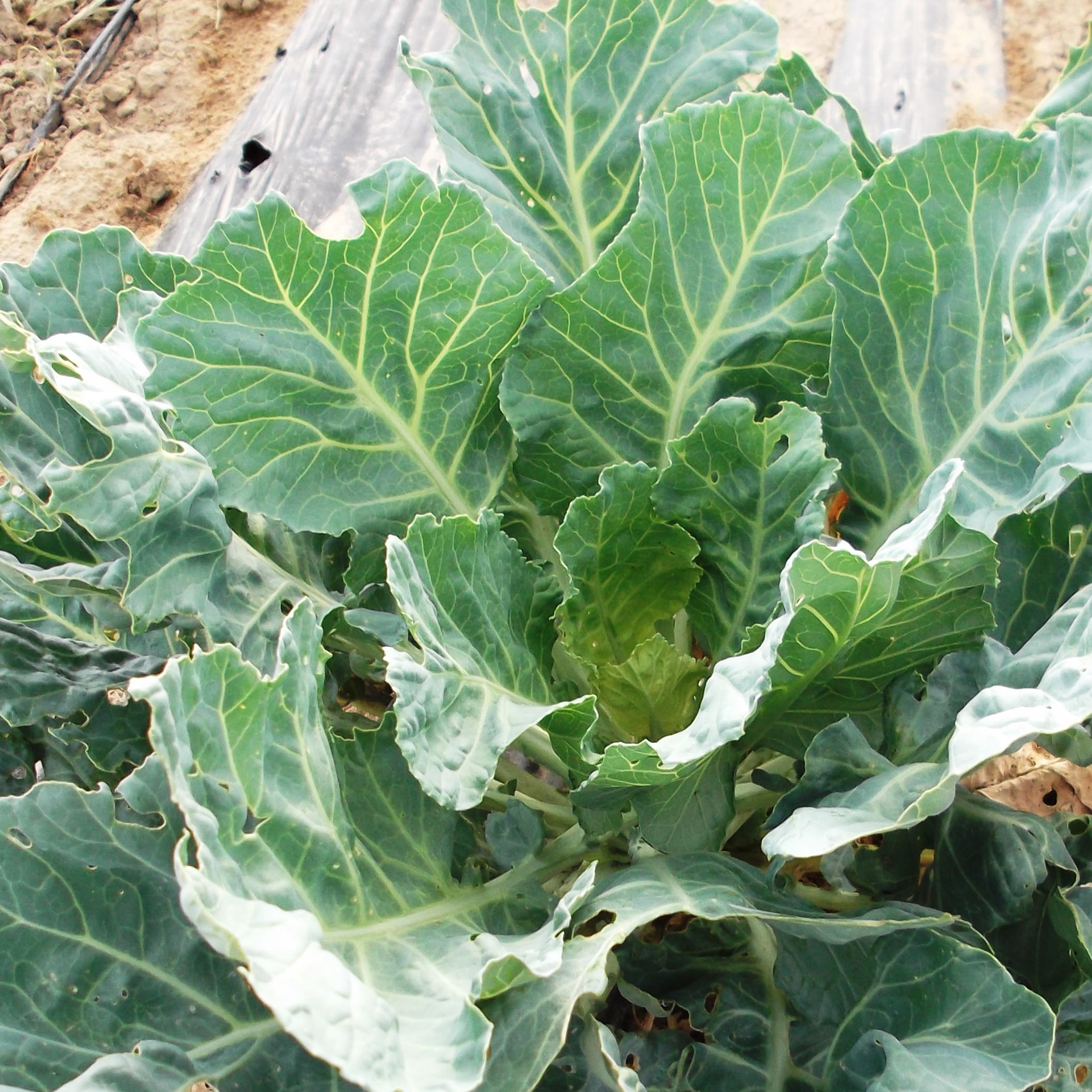 Collards, Vates 1/2oz