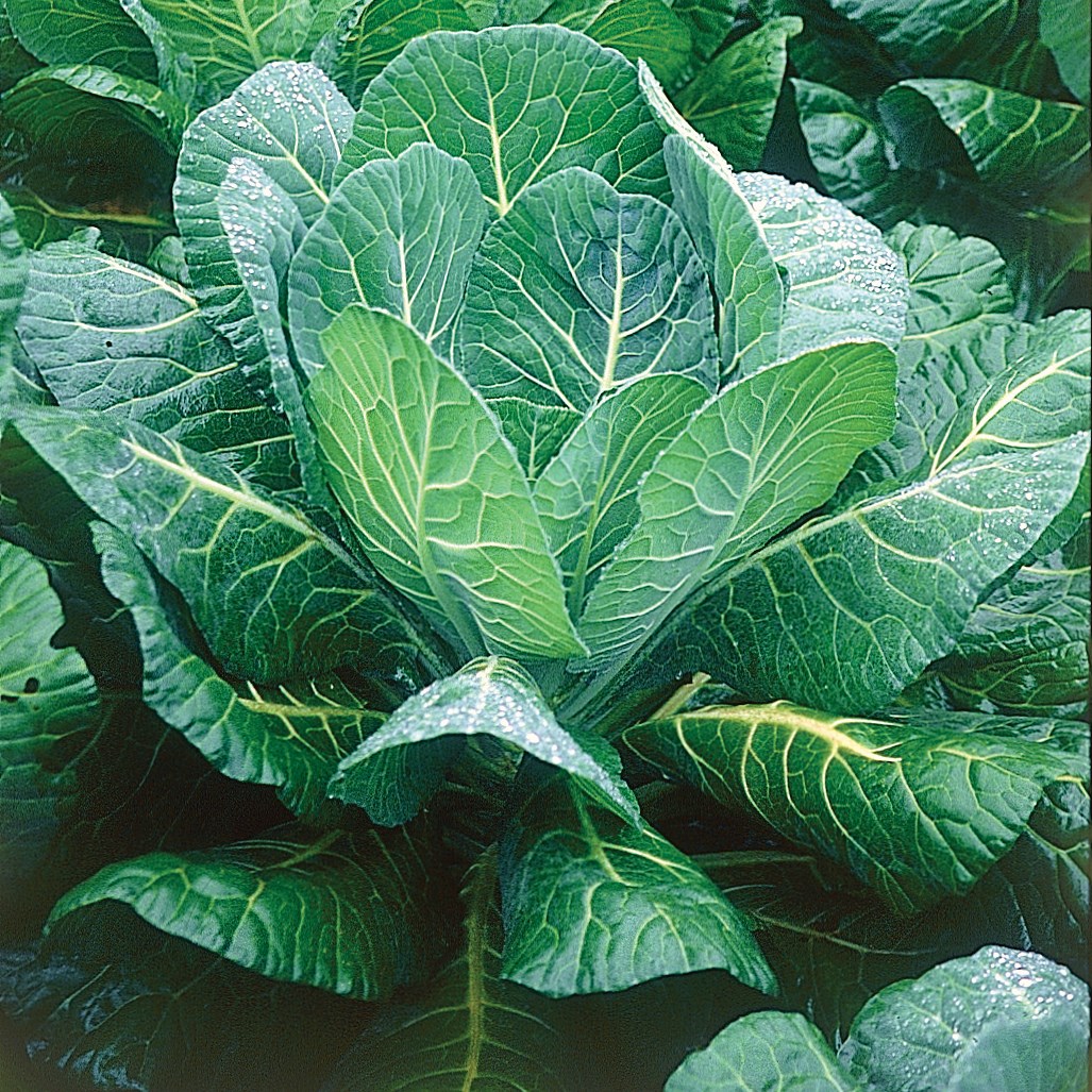 Collards, Morris Heading 4oz
