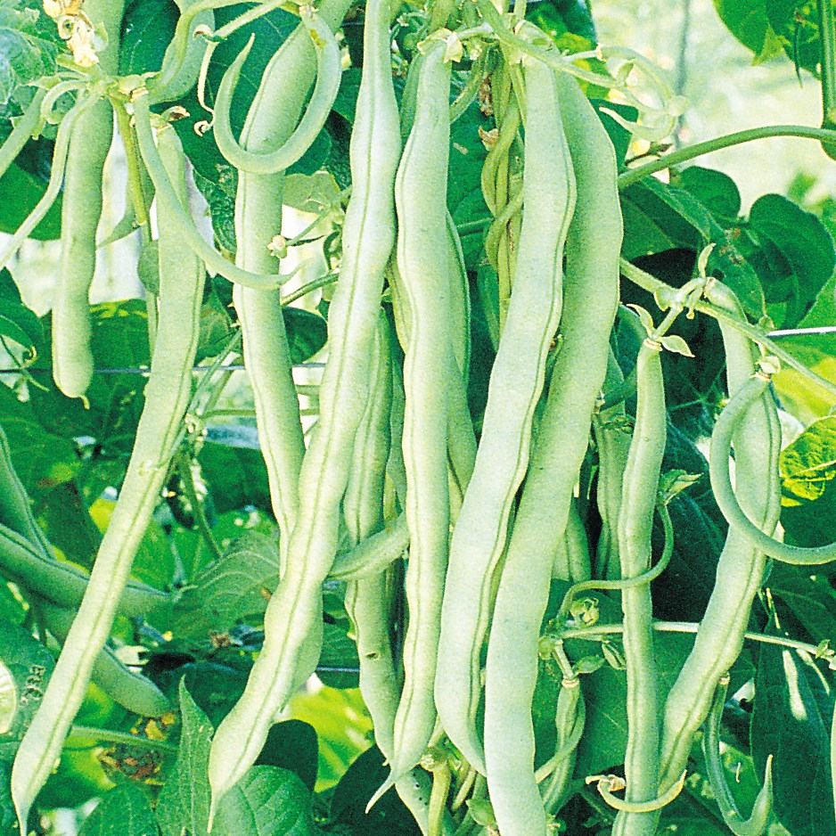Beans, Blue Lake Fm1 Pole 25lb