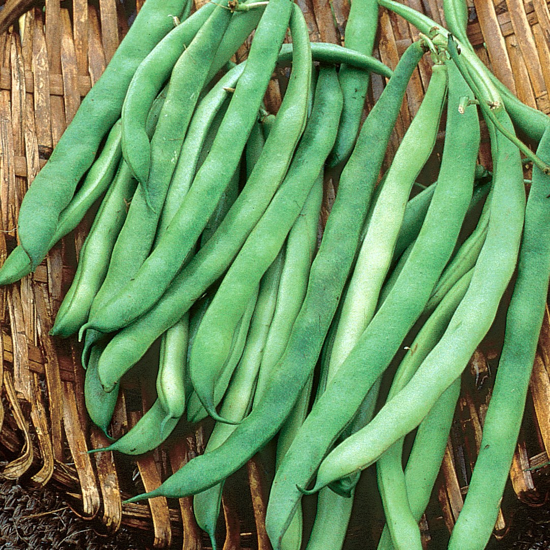 Beans, Kentucky Wonder Brown Pole 1/2lb