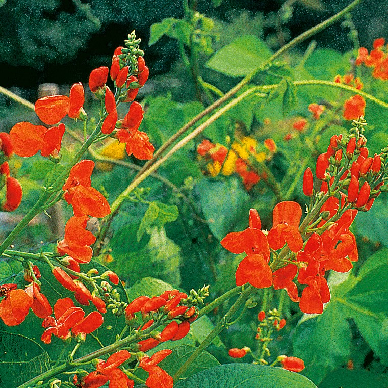 Beans, Scarlet Runner Pole 1lb