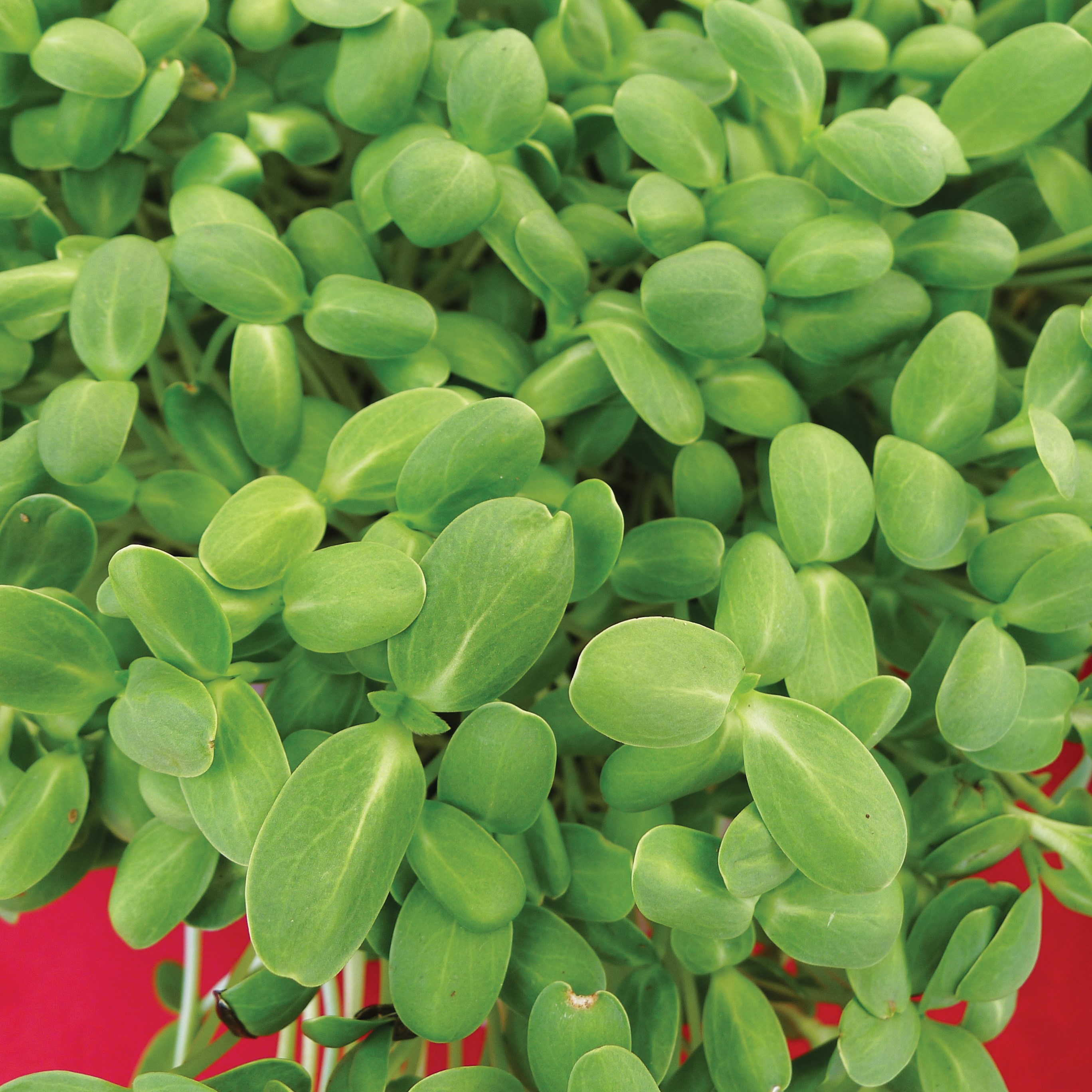 Cress, Upland 1lb